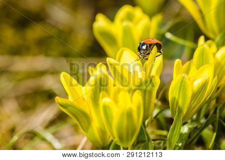 Fresh Bright Yellow And Green Lily Buds Also Called Star-of-bethlehem Flower With Red Ladybird Climb