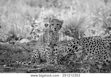 Baby Cheetah Cub Sitting In The Grass.