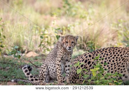 Baby Cheetah Cub Sitting In The Grass.