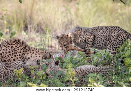 Mother Cheetah And Cubs Feeding On An Impala.