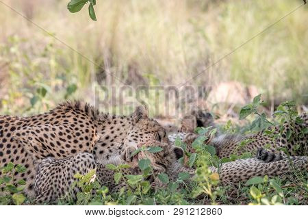 Mother Cheetah And Cubs Feeding On An Impala.