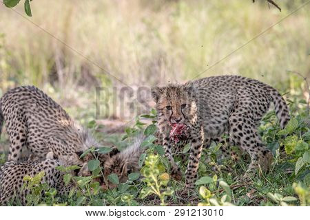Cheetah Cub With The Head Of An Impala Lamb.