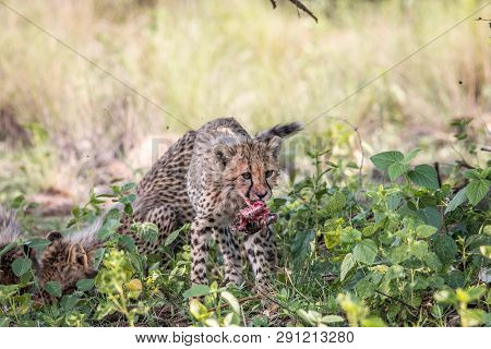 Cheetah Cub With The Head Of An Impala Lamb.