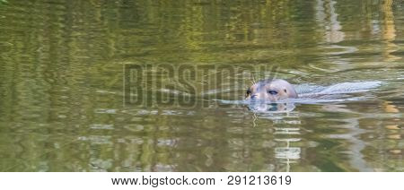 Seal Swimming Through The Water With The Eyes And Head Above The Water