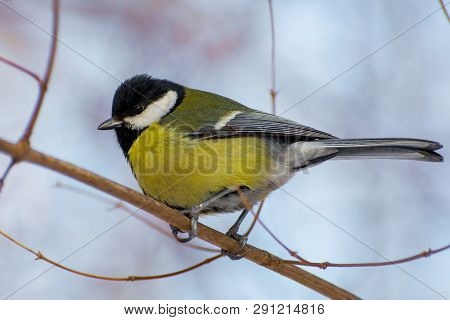 Photo Of A Bright Little Yellow Tit Sitting On A Bransh Of Tree In Winter