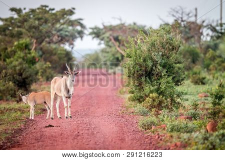 Eland Standing In The Road In Welgevonden.
