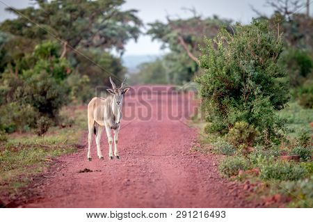 Eland Standing In The Road In Welgevonden.