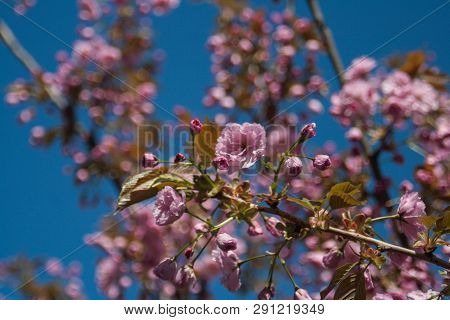 Pink Flower Cherry Blossom . Spring Background. Sakura