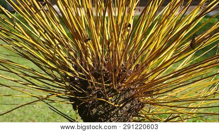 Pollard Willow Tree. Removal Of The Upper Branches Promotes A Dense Head Of Foliage And Branches.
