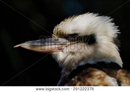 Portrait Of A Laughing Kookaburra Bird. Photography Of Nature And Wildlife.