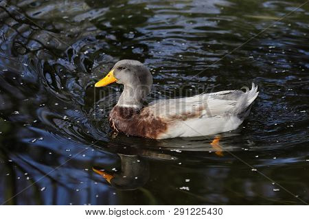 View Of Domestic Duck Swimming On The Lake. Photography Of Nature And Wildlife.