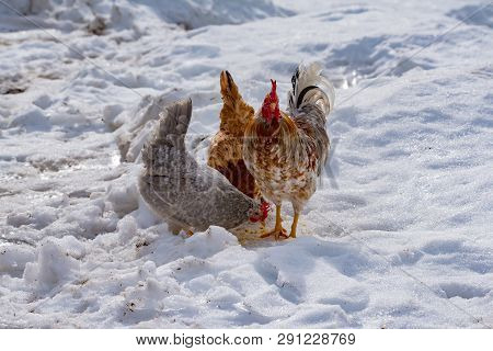 Rooster And Hens Looking For Food In Snow