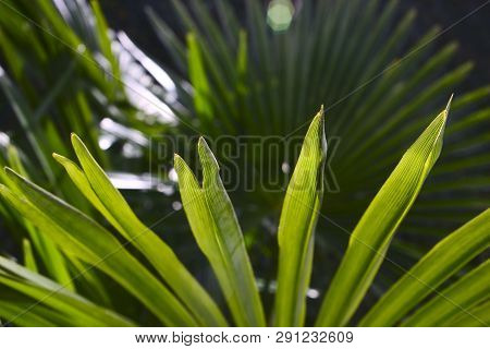 Fingers Of Chinese Hemp Palm Leaves In Backlight