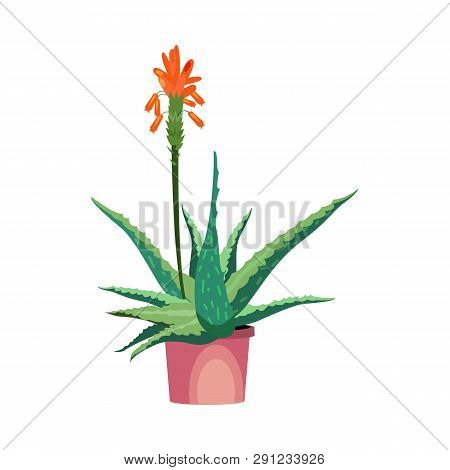 Aloe Flower Illustration. Plant, Cactus, Flora. Nature Concept. Vector Illustration Can Be Used For 