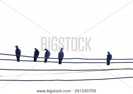 A Group Of Pigoens Sitting On An Electricity Wire With White Isolated Background