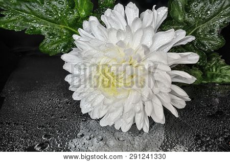 Single Beautiful White Dew Chrysanthemum Flower On Black Background With Water Drops And Reflection.