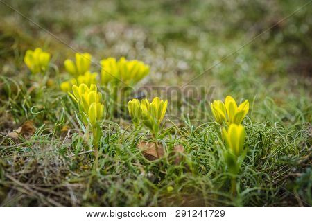 Fresh Bright Yellow And Green Lily Buds Also Called Star-of-bethlehem Flower Growing In A Meadow, Gr
