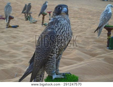 Falcon Sitting On The Pad In The Oasis Of Liwa, Abu Dhabi.