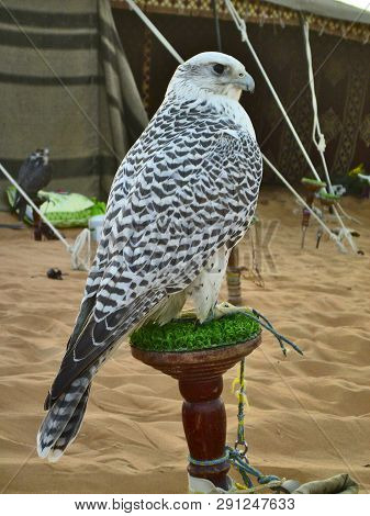 Falcon Sitting On The Pad In The Oasis Of Liwa, Abu Dhabi.