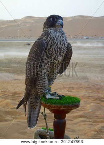 Falcon Sitting On The Pad In The Oasis Of Liwa, Abu Dhabi.