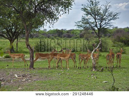 Flock Of Impala Antelopes In The Shade Of A Tree