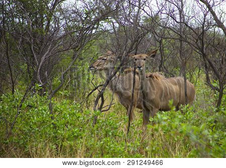 Herd Of Female Kudu In The Underwood