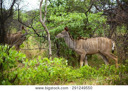 Herd Of Female Kudu In The Underwood
