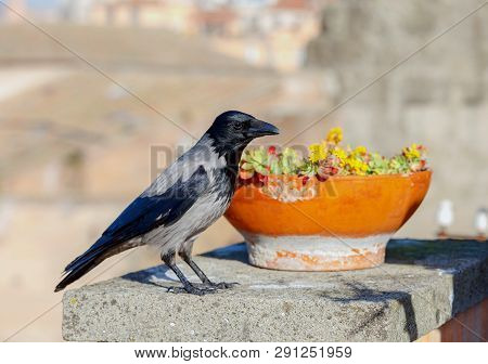 Wild City Crow Near A Red Vase With Flowers.