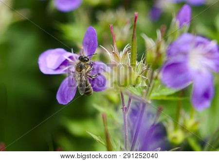 Austrian Honey Bee On Lila Geranium Flowers