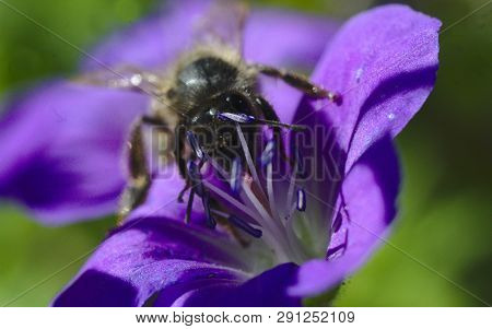 Austrian Honey Bee On Harvesting Pollen On A Lila Geranium Flower