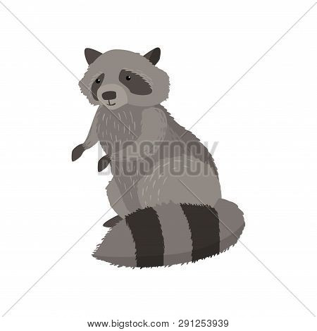 Grey Raccoon Standing On Two Paws At White Background Looking At Viewer