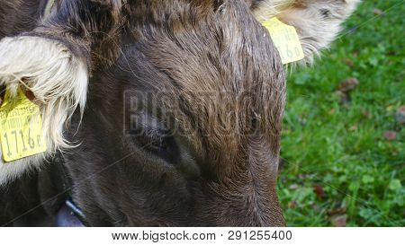 Closeup Of The  Head Of A Swiss Dairy Cow
