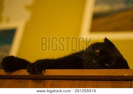 Sad Black Scottish Fold Cat Lies. Yellow  Eyes And Yellow Light