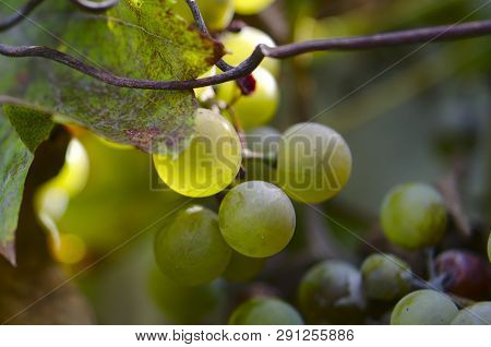 Closeup Of White Chasselas Grapes In The Last Sunrays Of The Day