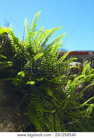 American Maidenhair Fern Growing From A Mural
