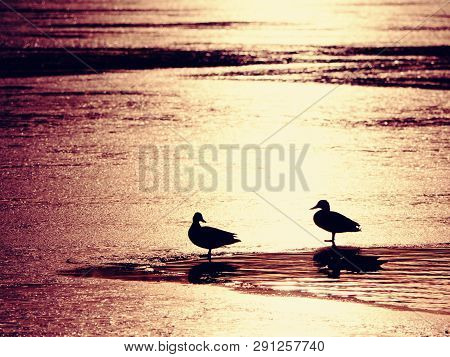 Strong Sun Rays Make Dark Silhouettes Of Ducks On Icy Waterlevel. Winter In Countryside.