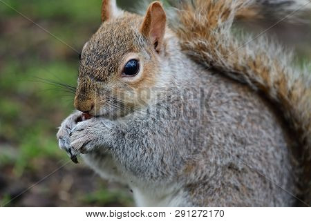 Portrait Ofa Grey Squirrel Eating A Nut
