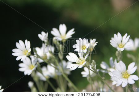 Closeup Of Wild Flowers. White Star-shaped Stitchwort Or Stellaria On Green Grass Background.