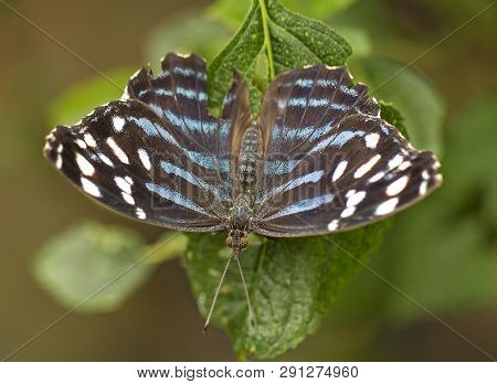 Mexican Blue Wave Butterfly Resting On A Plant