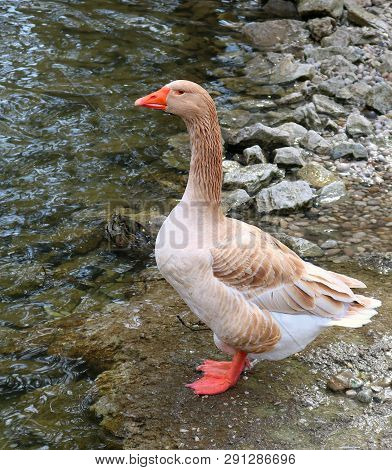 Close-up Of An American Buff Goose Standing At The Edge Of The River At Harrison Park In Owen Sound