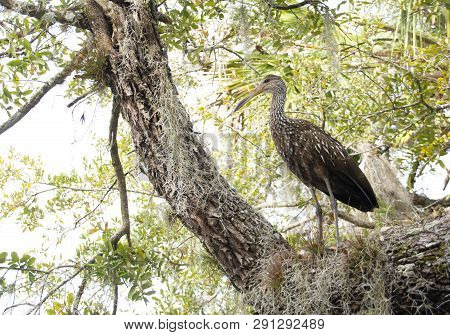 Limpkin A Large Tropical Bird In A Tree