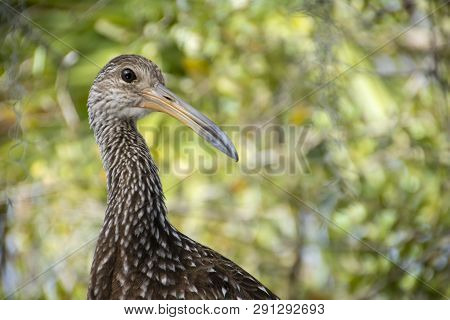 Limpkin A Large Tropical Bird In A Tree