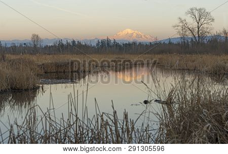 Mount Baker Reflects Glowing In The Water Over Tennant Lake In Ferndale Washington