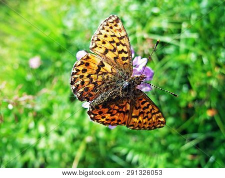 The Silver-washed Fritillary Butterfly (argynnis Paphia) Or Der Kaisermantel Oder Silberstrich Schme