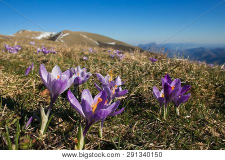 Flowering Of Crocus Vernus In The Peak Of Monte Nerone, Marche, Italy