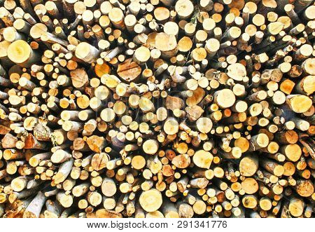 Pile And Wall Of Cut Birch Wood And Stacked Wood Logs Ready For Winter