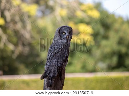 Great Grey Owl (strix Nebulosa). Night Birds Of Prey