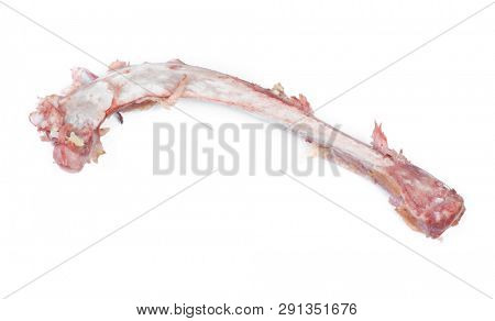 Single bone with flesh isolated on white