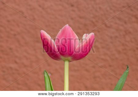 Double Tulip Wirosa