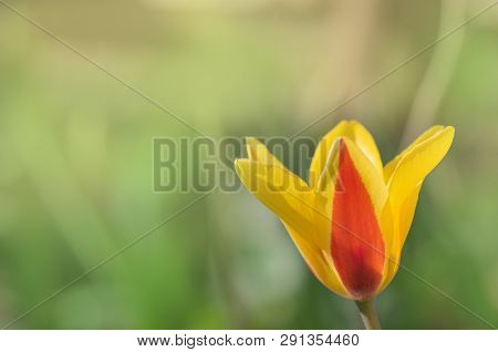Beautiful Tulip With Stripe Stresa